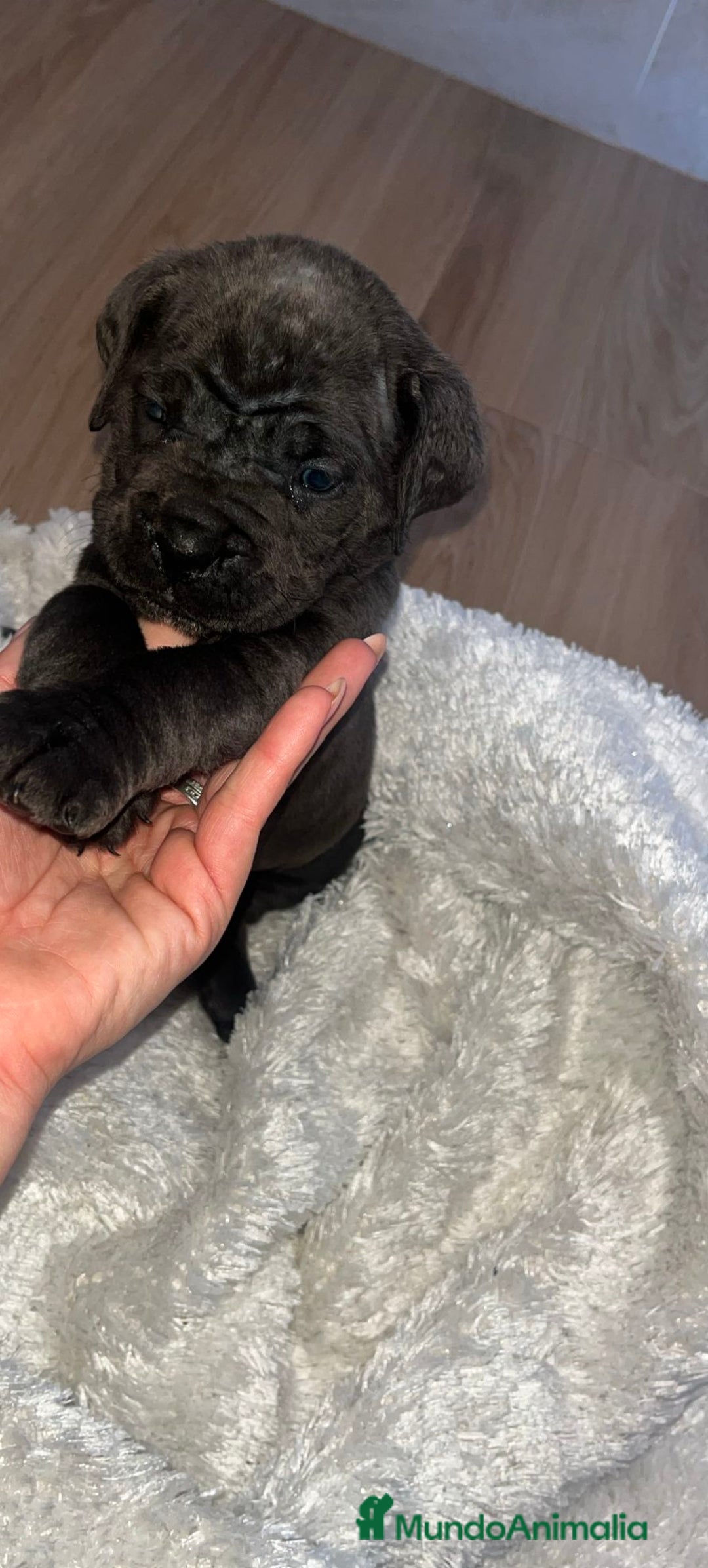 Cane Corso perros en venta: Hembra cane corso blue  - Anuncio 1