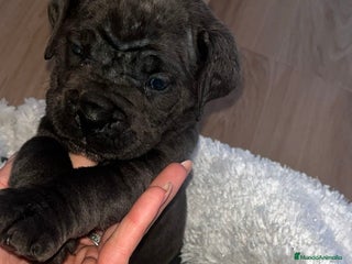 Cane Corso perros Hembra cane corso blue - Anuncio 1