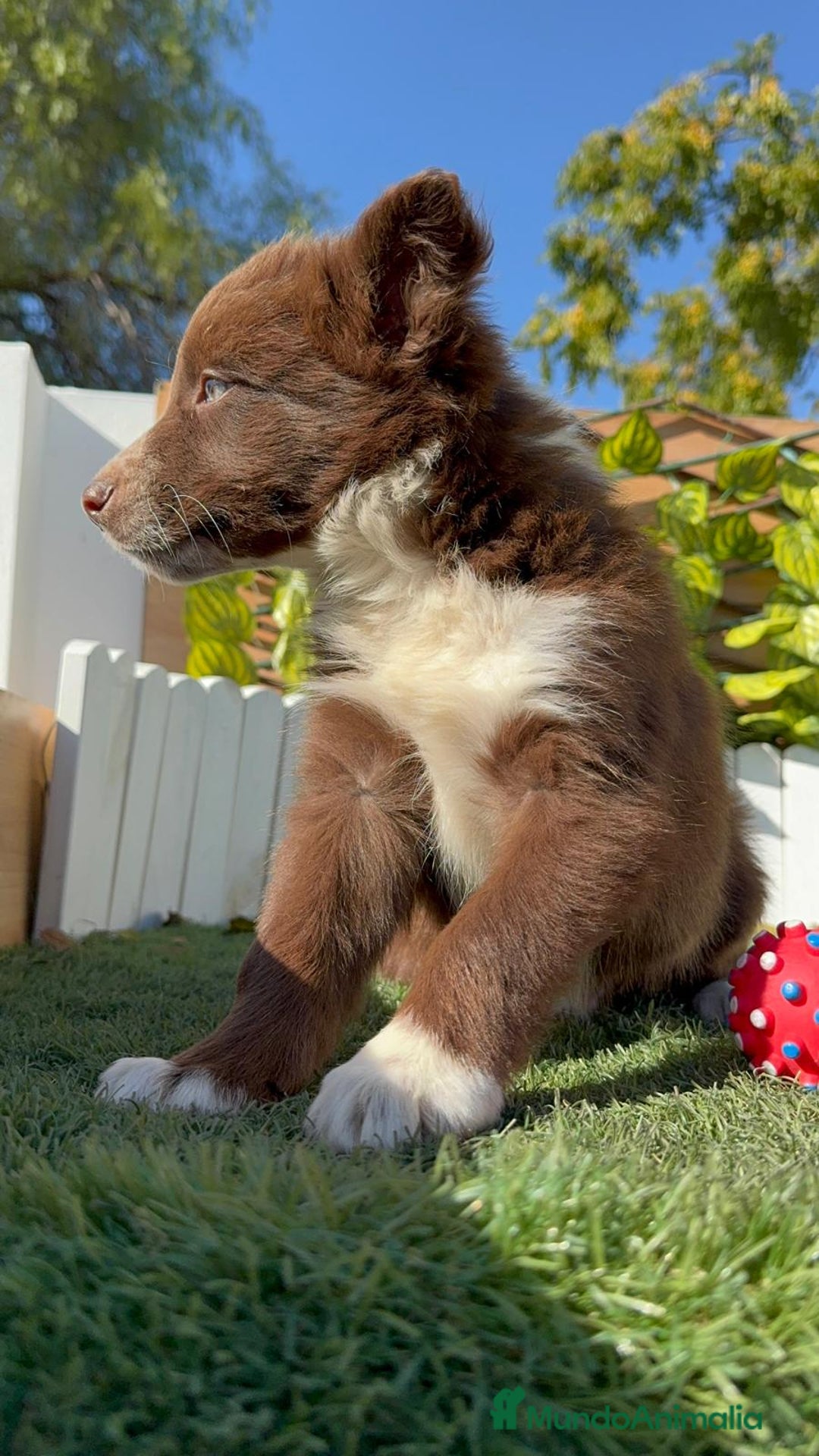 Border Collie perros en venta: BORDER COLLIE - Anuncio 25