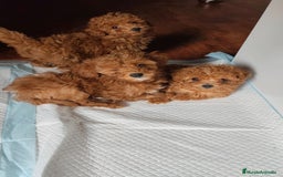 Caniche Toy perros en venta: Caniche Toy rojo - Imagen 2