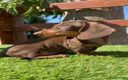 Teckel perros en venta: TECKEL MINIATURA HEMBRA - Imagen 11