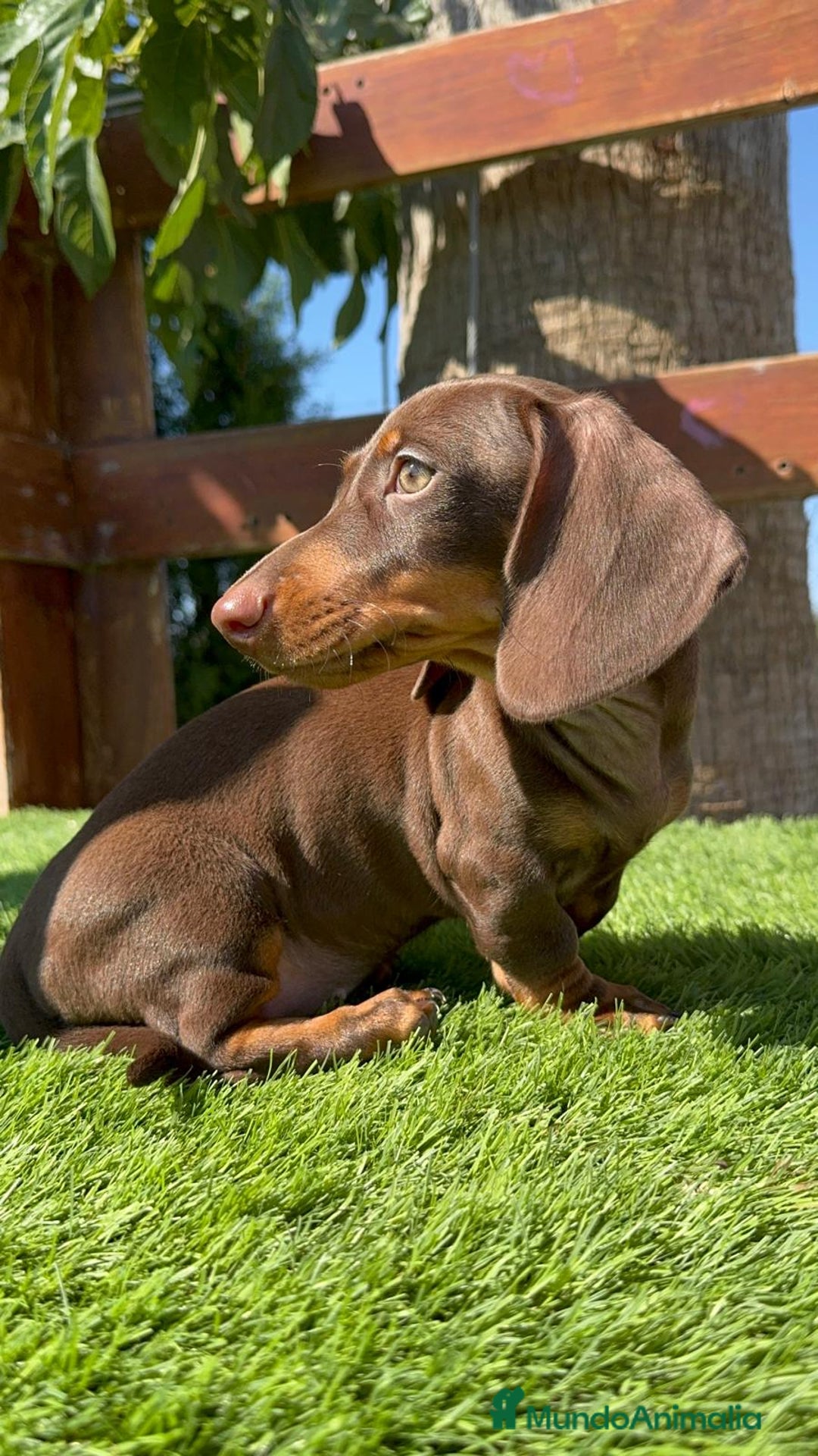 Teckel perros en venta: TECKEL MINIATURA HEMBRA - Imagen 11