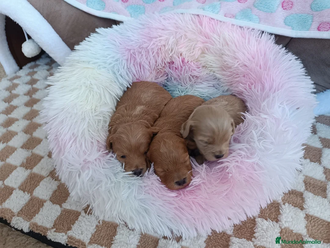 Caniche Toy perros en venta: CANICHE TOY HEMBRITAS  - Anuncio 2