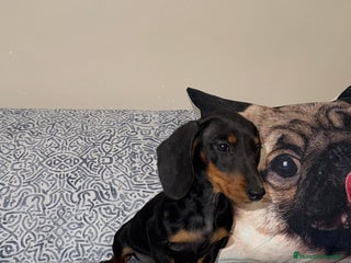 Teckel Miniatura perros Teckel kanichen macho negro fuego - Anuncio 1