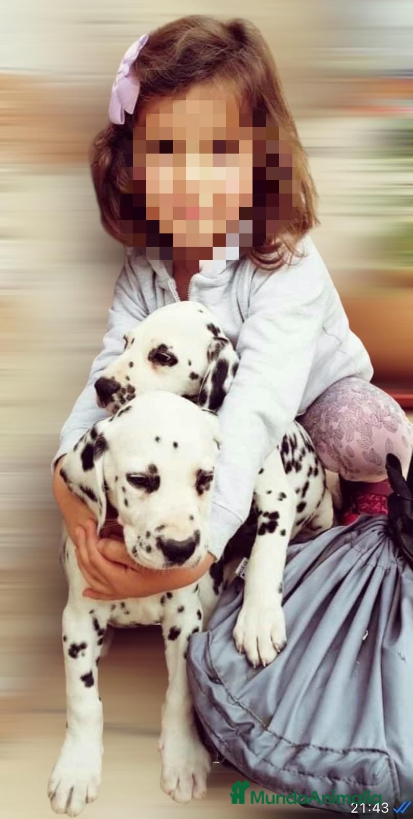 Dálmata perros Dálmatas  - Anuncio 1