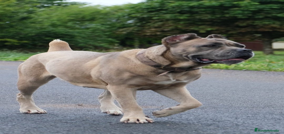 Imagen de galería {{count}}