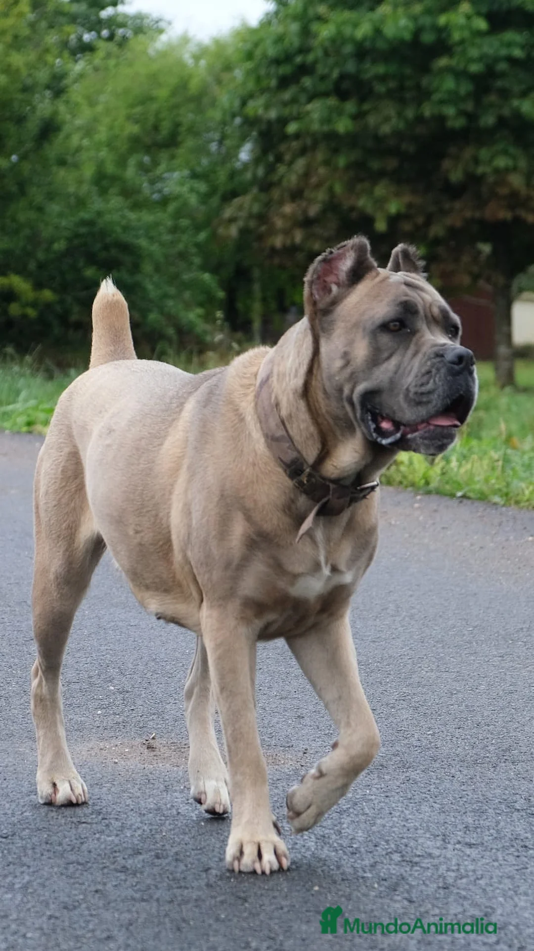 Imagen de galería {{count}}