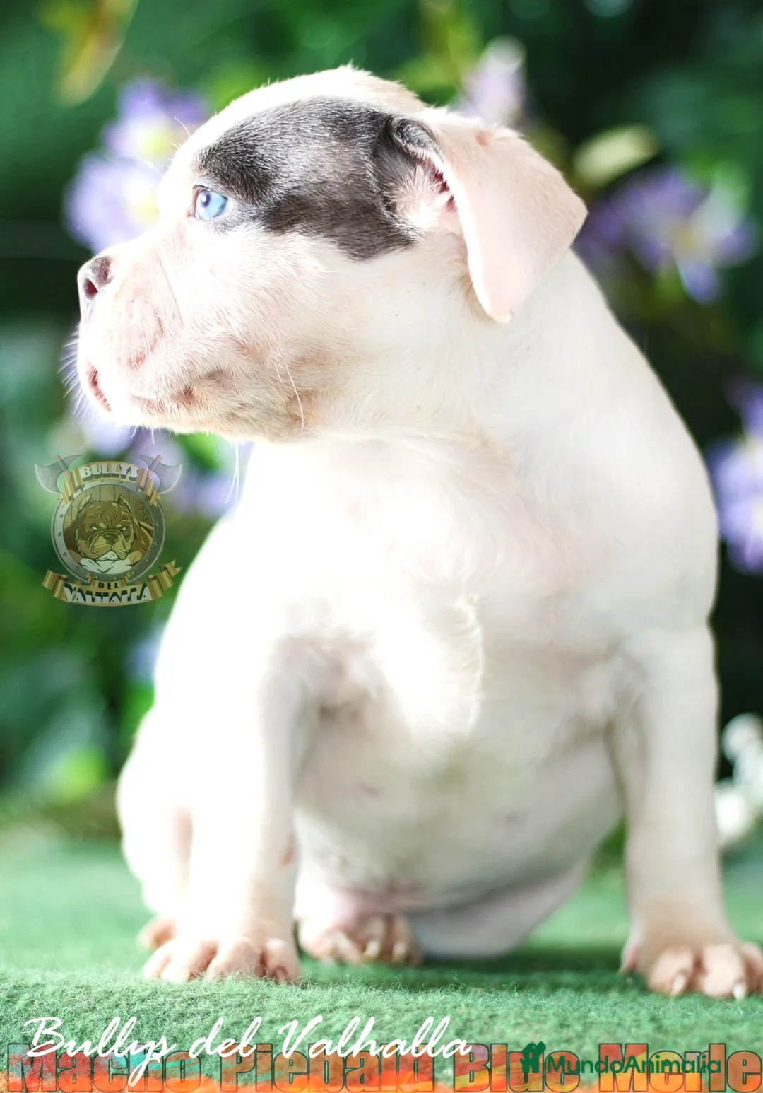 American Bully perros en venta: OFERTA EN PROMOCIÓN AL 50% AMERICAN BULLY en Sevilla - Anuncio 4
