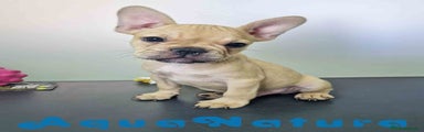 Bulldog Francés