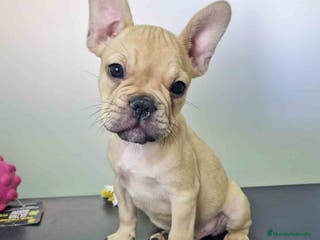 Bulldog Francés perros Bulldog Frances Macho 0112 CJMM AQUANATURA - Anuncio 25