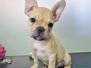 Bulldog Francés perros Bulldog Frances Macho 0112 CJMM AQUANATURA - Anuncio 6