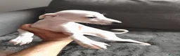 Pequeño Lebrel Italiano perros en venta: Galgo italiano. Crema e Isabela - Anuncio 2