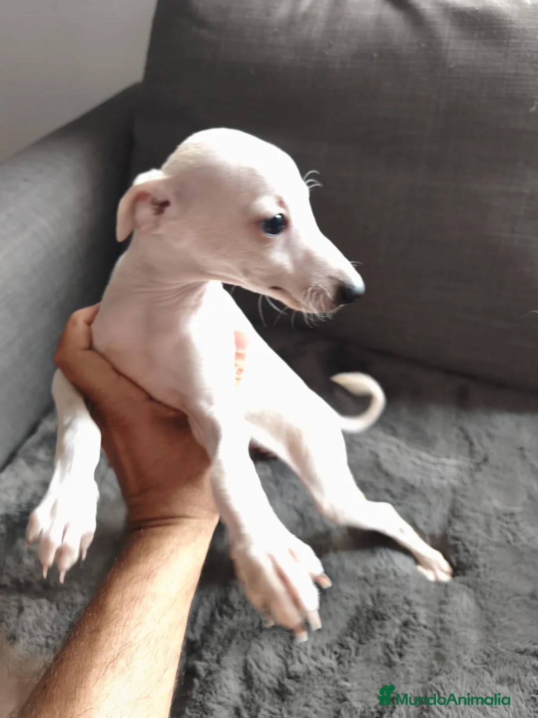 Pequeño Lebrel Italiano perros en venta: Galgo italiano. Crema e Isabela - Anuncio 2