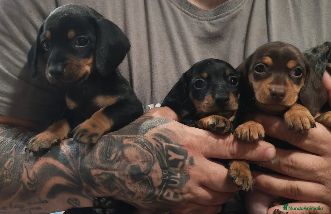 Teckel perros en venta: 🌟ÚLTIMA PAREJA DE TEKEL y Negros fuego🌟 - Anuncio 13