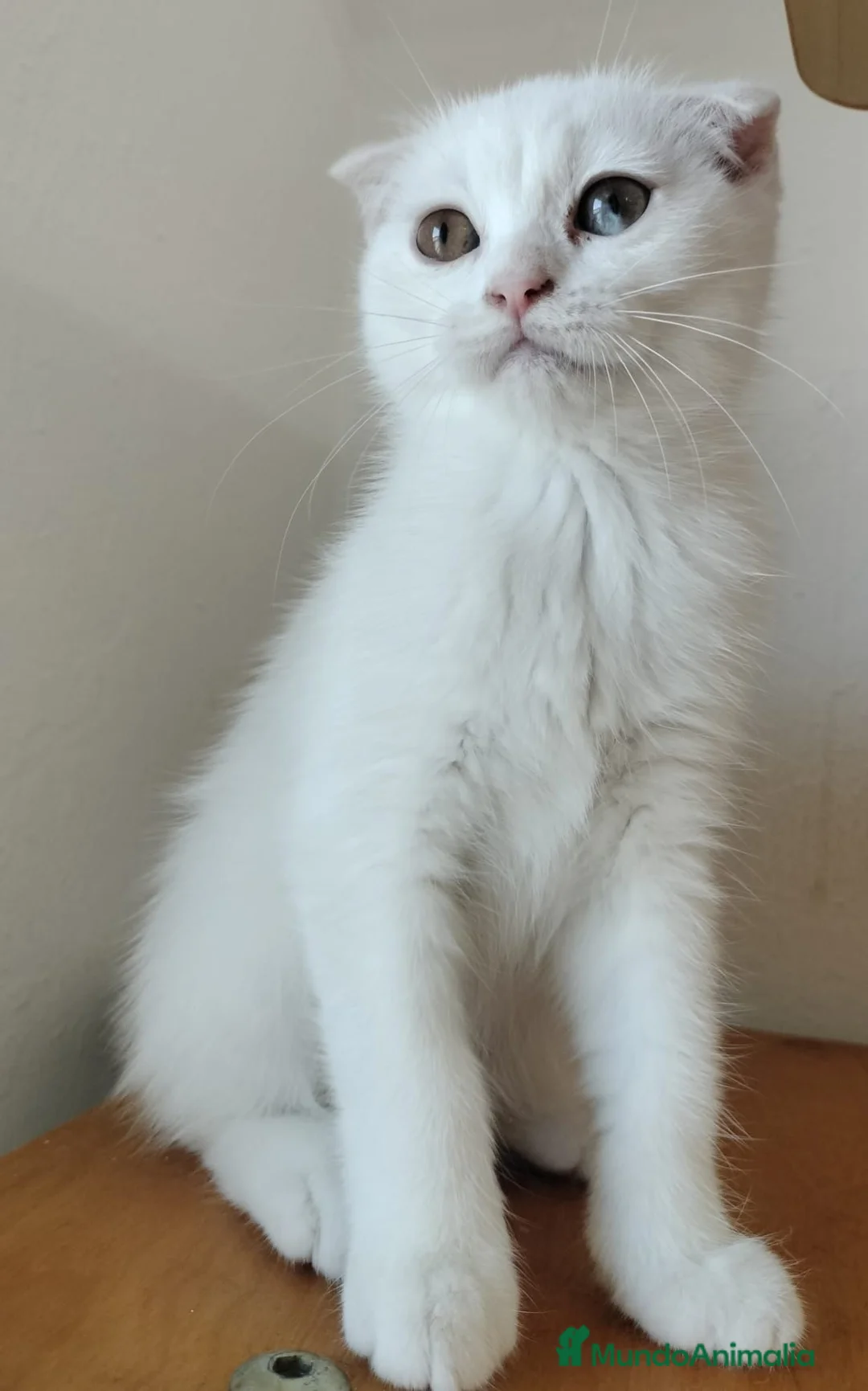Scottish Fold gatos en venta: scottish fold - Anuncio 4