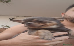 Chihuahua perros en venta: Chihuahua - Imagen 10