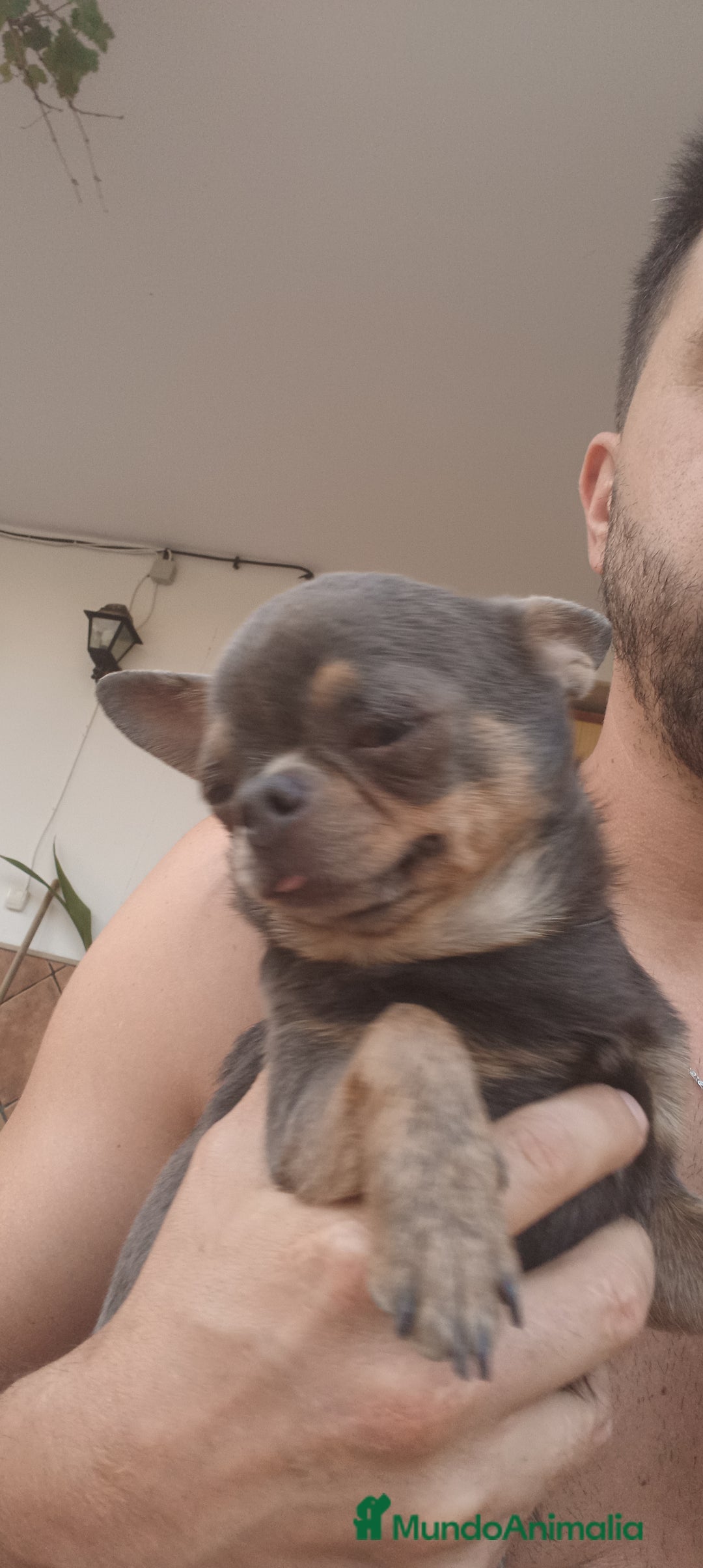 Chihuahua perros en venta: Chihuahua - Imagen 10