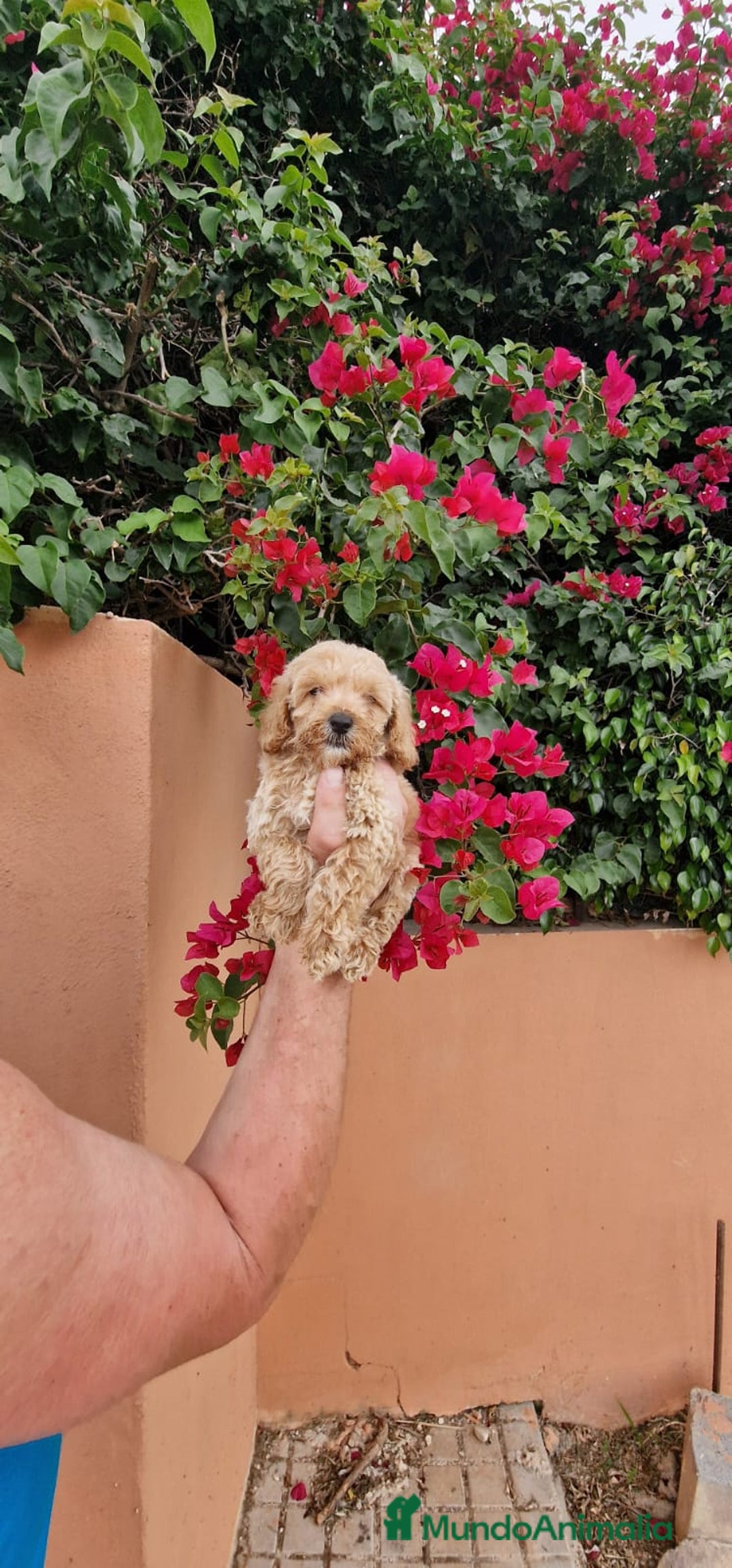 Caniche Toy perros en venta: Caniche macho toy  - Imagen 1