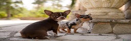 Chihuahua perros en venta: canadá chihuahua - Anuncio 4