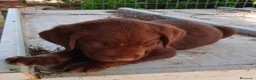 Labrador Retriever perros en venta: Labrador retriever  - Anuncio 4