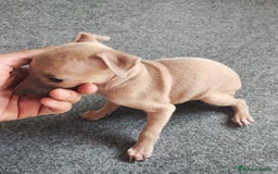 Pequeño Lebrel Italiano perros en venta: GALGO ITALIANO Macho isabela - Imagen 2