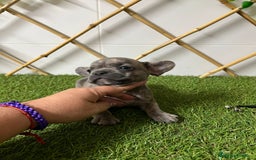 Bulldog Francés perros en venta: BULLDOG FRANCES - Imagen 4