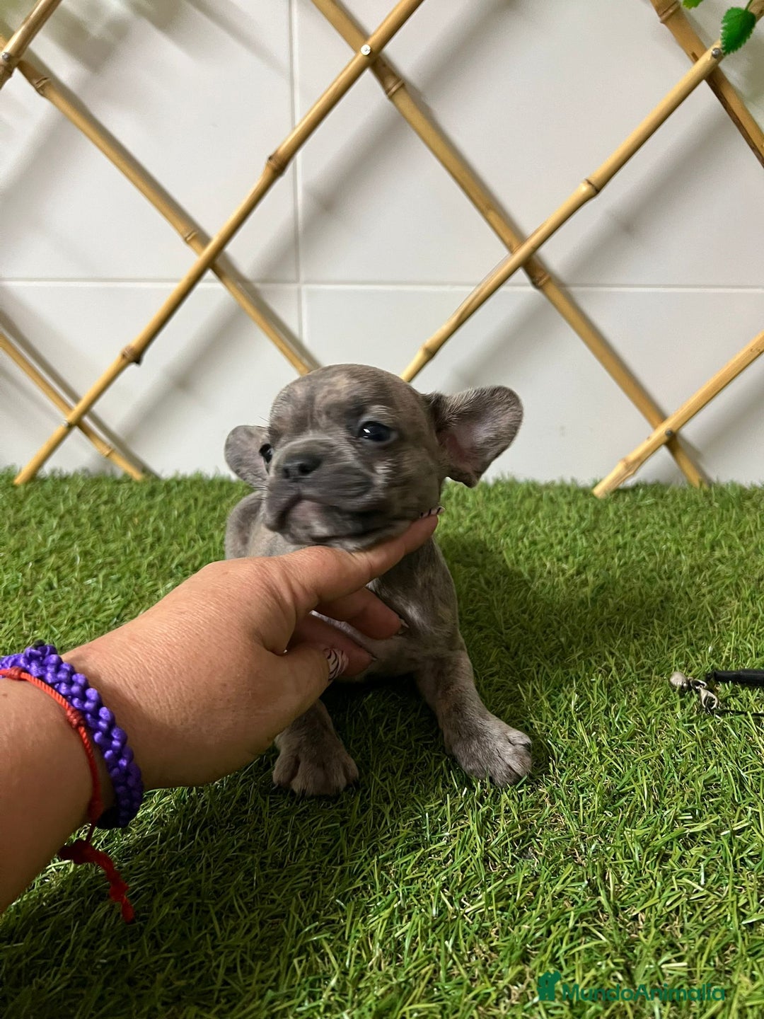 Bulldog Francés perros en venta: BULLDOG FRANCES - Imagen 4