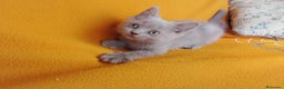 Brasileño de Pelo Corto gatos en venta: Adorable hembra Britthis Lilac en Madrid - Anuncio 4