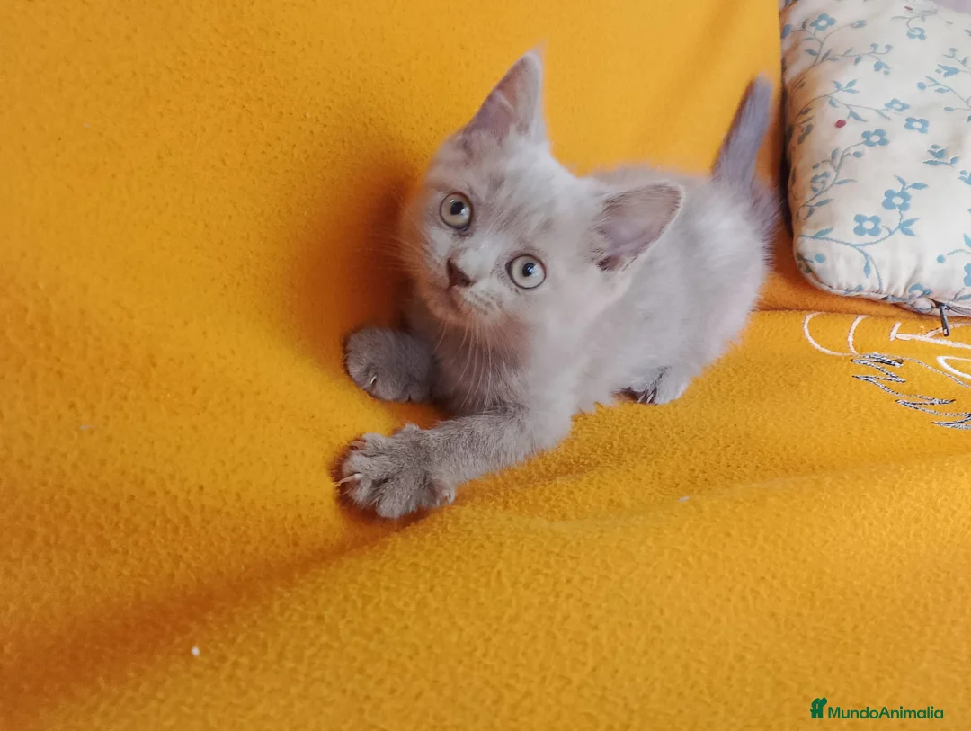 Brasileño de Pelo Corto gatos en venta: Adorable hembra Britthis Lilac en Madrid - Anuncio 4