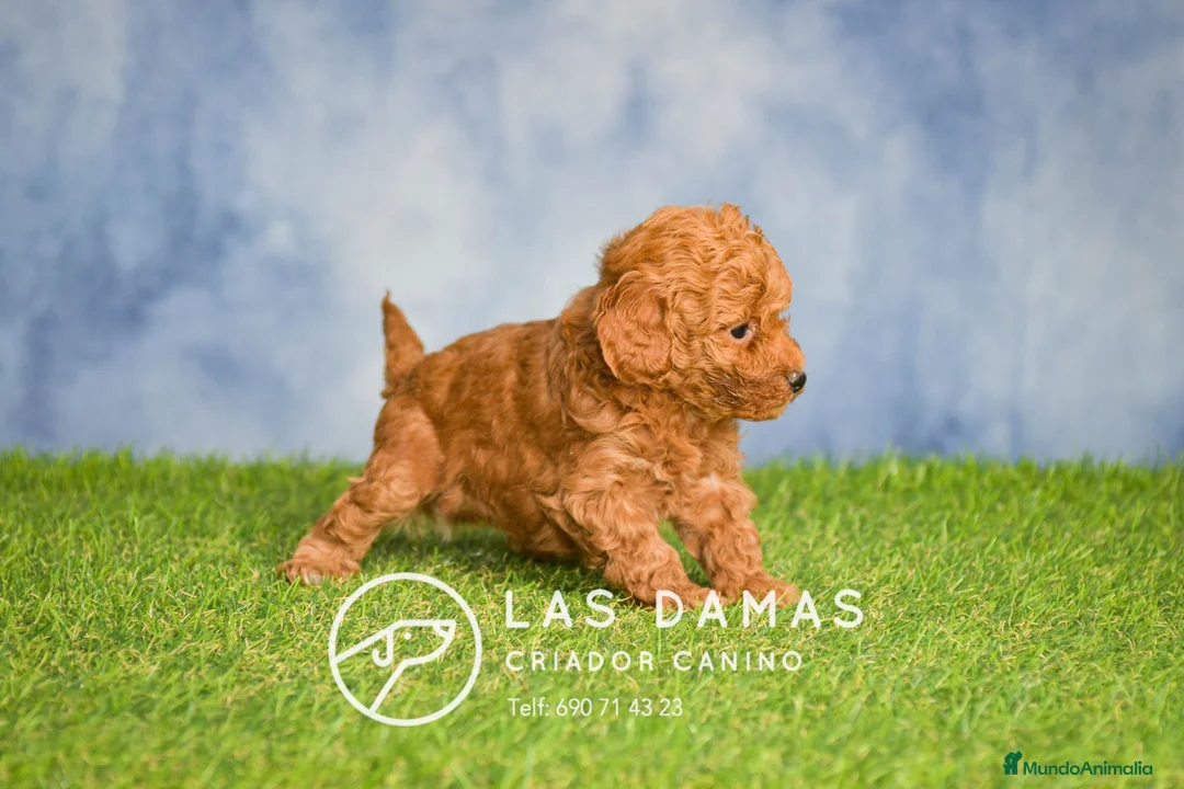 Caniche Toy perros en venta: Cachorros de Caniche - Anuncio 4