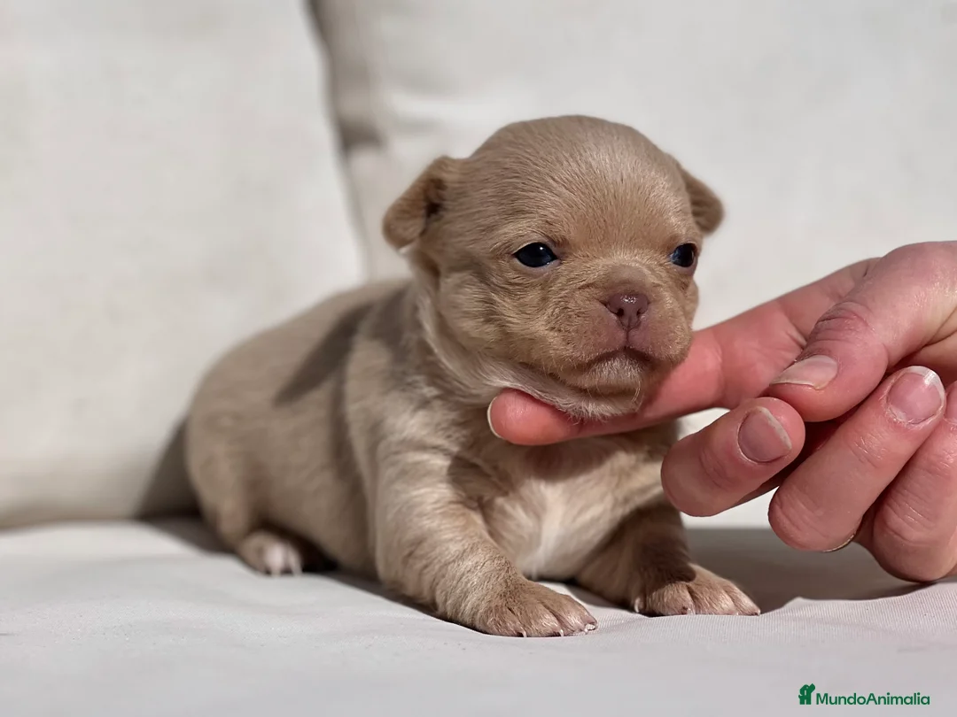 Chihuahua perros en venta: CHIHUAHUA CREMA LÍNEA RUSA CABEZA DE MANZANA - Anuncio 5