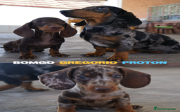 Teckel Miniatura perros en venta: 🐾 Gregorio & Pongo – Teckel miniatura 🐾 - Imagen 3