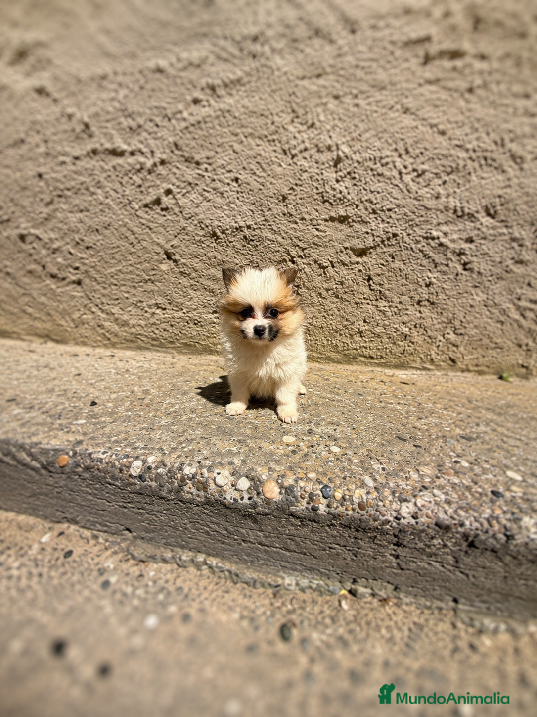 Pomerania perros Polumerania mini toy tricolor  - Anuncio 29