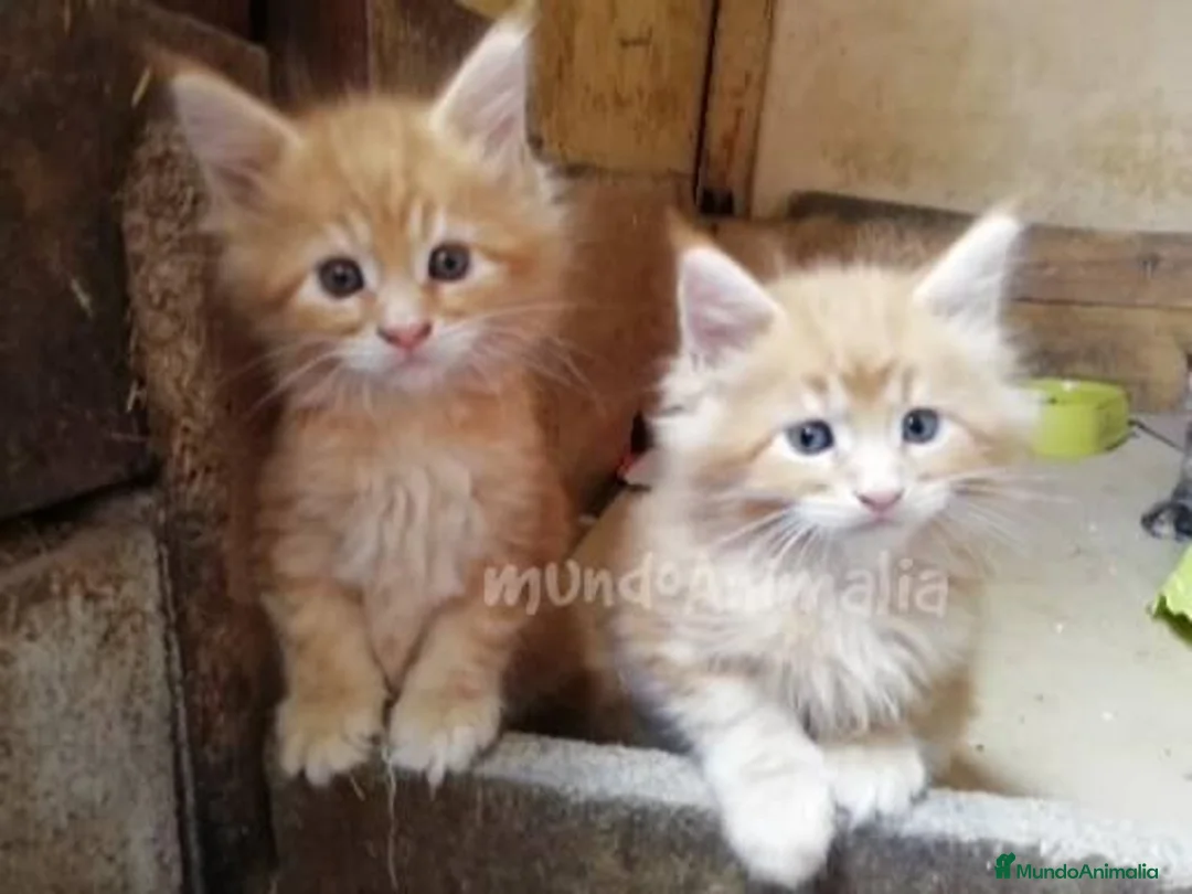 Imagen de galería {{count}}