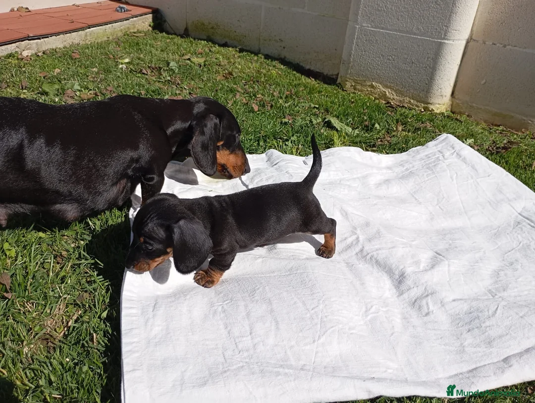 Teckel Miniatura perros en venta: Teckel Negro Fuego  - Anuncio 2