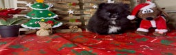 Pomerania perros en venta: Pomeranian toy - Anuncio 4