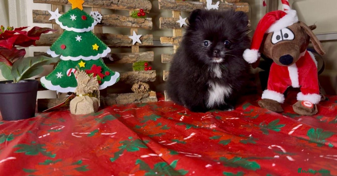 Pomerania perros en venta: Pomeranian toy - Anuncio 4