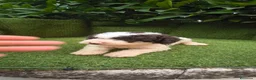 Perro de Agua Español perros en venta: preciosa camada perros agua  chocolates y blancos  - Anuncio 13