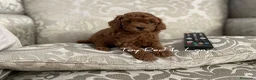 Caniche Toy perros en venta: CANICHE TOY en La Coruña - Anuncio 2