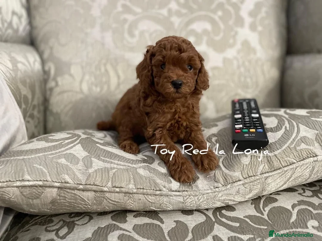 Caniche Toy perros en venta: CANICHE TOY en La Coruña - Anuncio 2