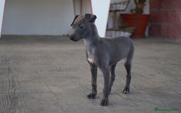 Pequeño Lebrel Italiano perros en venta: 🌟 Sirius y Selena – Galgos italianos blue 🐾 - Imagen 13