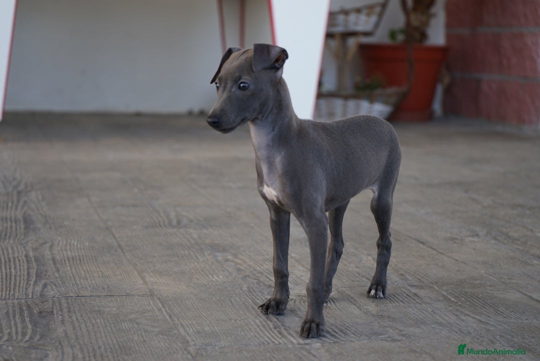 Pequeño Lebrel Italiano perros en venta: 🌟 Sirius y Selena – Galgos italianos blue 🐾 - Imagen 13