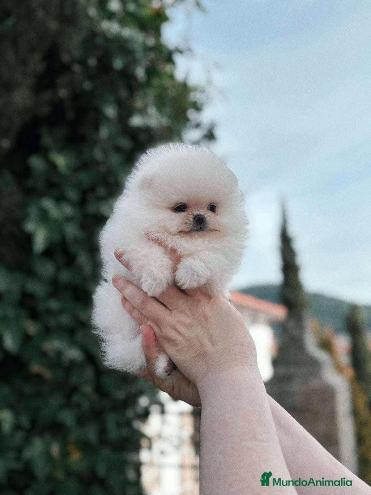 Pomerania perros Pomerania de calidad  - Anuncio 1