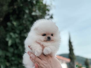 Pomerania perros Pomerania de calidad - Anuncio 1