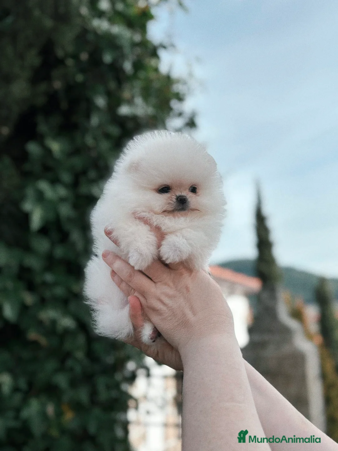 Pomerania perros en venta: Pomerania de calidad  - Anuncio 1