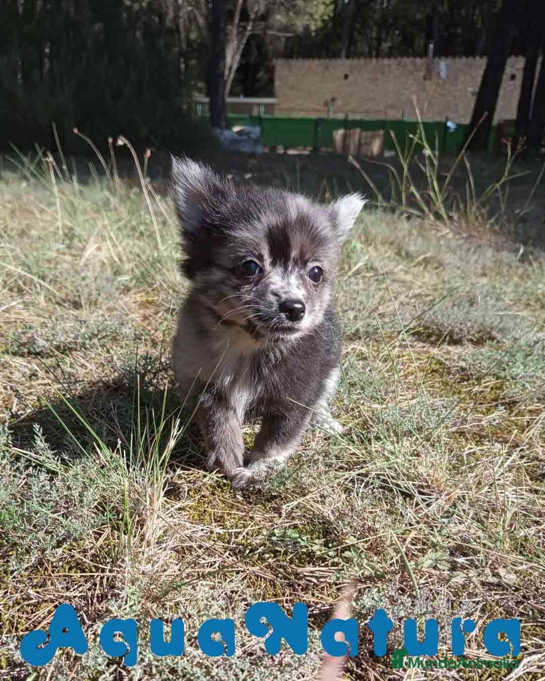 Pomchi perros Pomchi Hembra de Aspi y Manchitas 6415 AQUANATURA - Anuncio 4