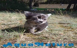 Pomchi perros en venta: Pomchi Hembra de Aspi y Manchitas 6415 AQUANATURA - Imagen 1