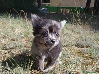 Pomchi perros - Anuncio 2