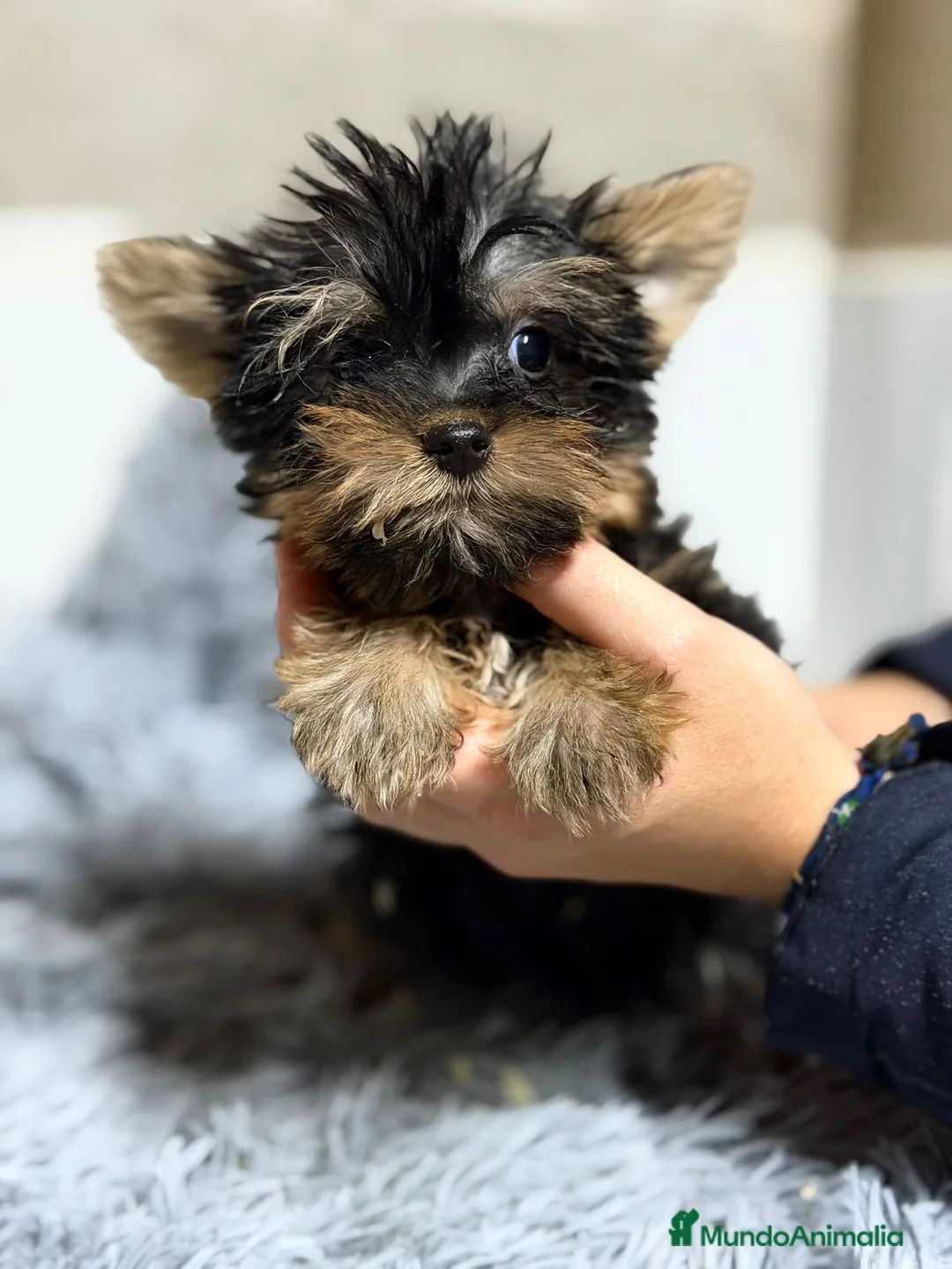 Yorkshire Terrier perros en venta: YORKSHIRE TERRIER MACHO - Anuncio 3