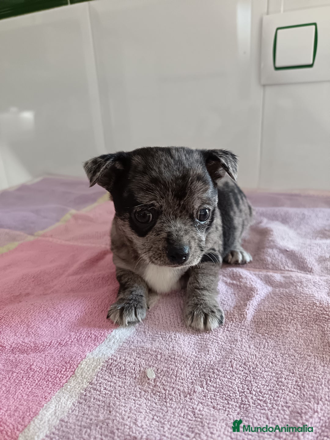 Chihuahua perros en venta: Chihuahua macho  - Imagen 3